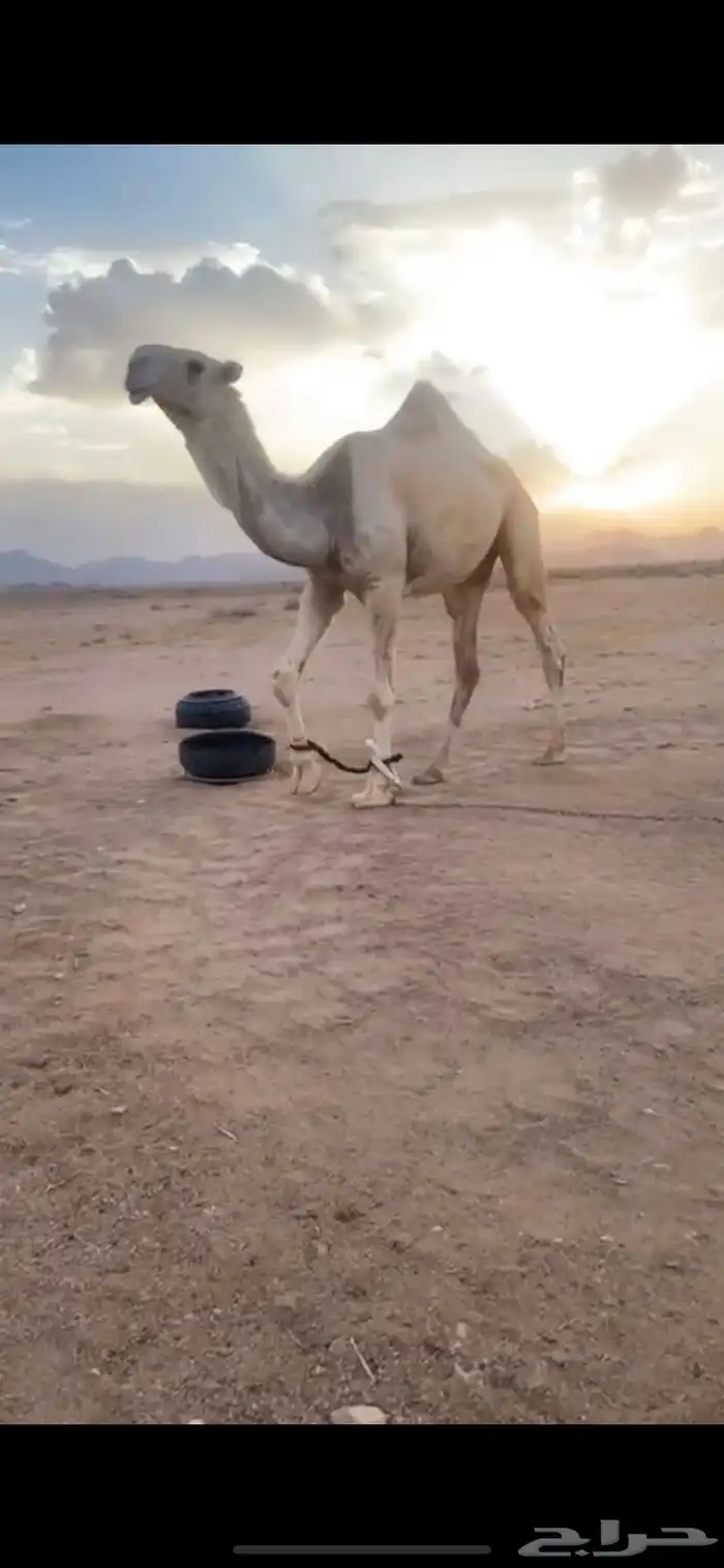 قعود لقي حيسوني 1