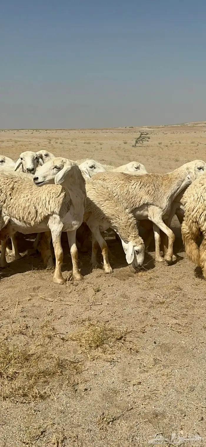 غنم حرية رخال صنف ومراح واحد ماشاءالله 50