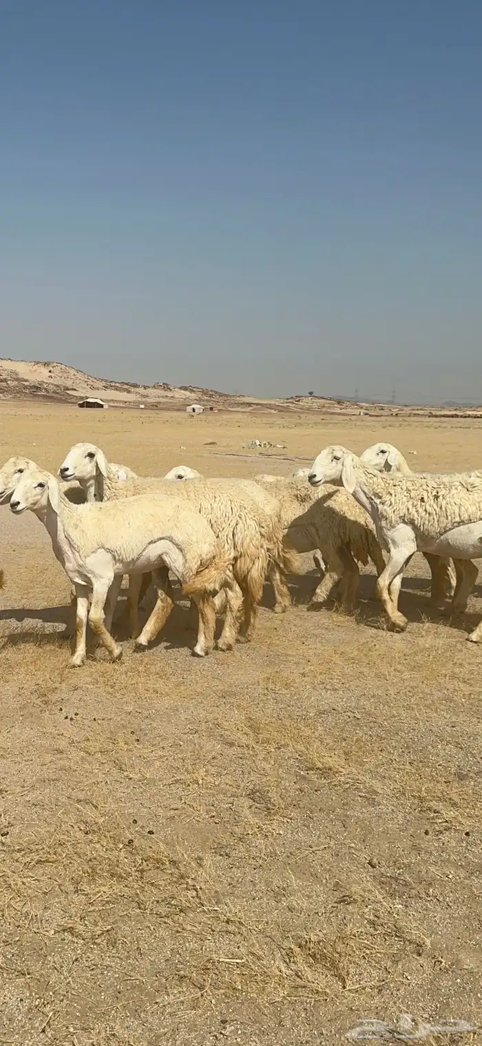 غنم حرية رخال صنف ومراح واحد ماشاءالله 19