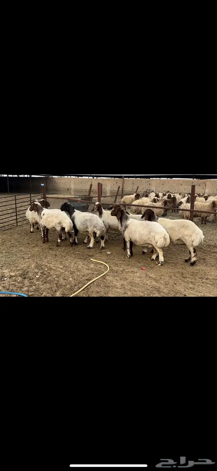 غنم نعيم دفيع 2