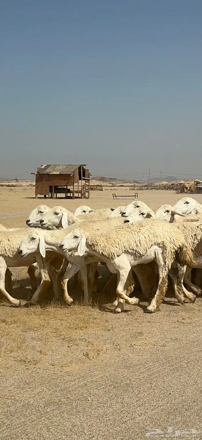 غنم حرية رخال صنف ومراح واحد ماشاءالله 15