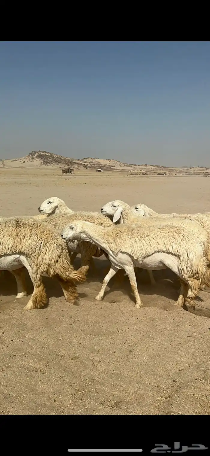 غنم حرية رخال صنف ومراح واحد ماشاءالله 4