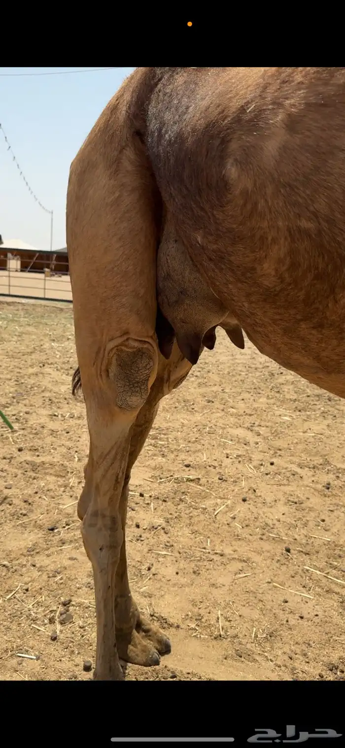 ناقة خلفة للبيع 10