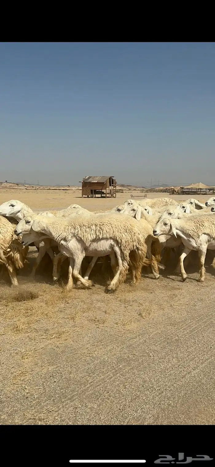 غنم حرية رخال صنف ومراح واحد ماشاءالله 16