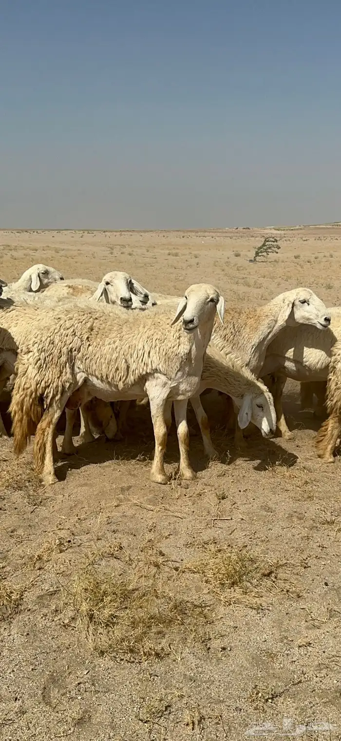 غنم حرية رخال صنف ومراح واحد ماشاءالله 49