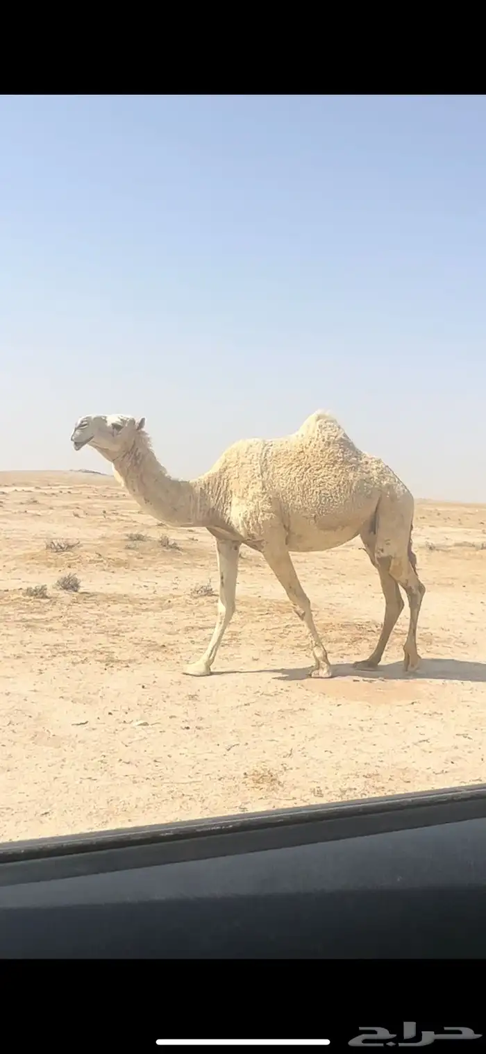 لقحه لها ست اشهور. تم البيع 1