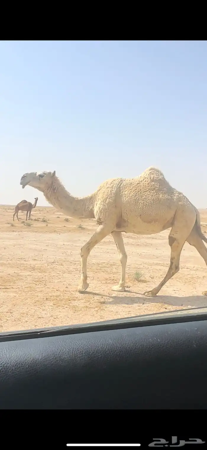 لقحه لها ست اشهور. تم البيع 0
