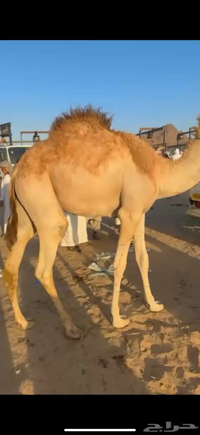 قعود بلدي شرط 2