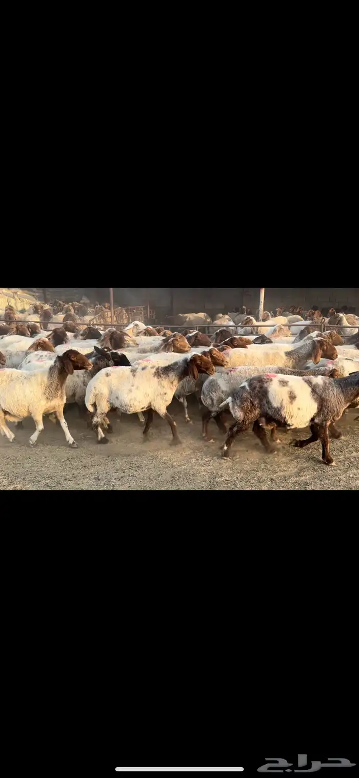 غنم نعيم مضاريع مراح 0