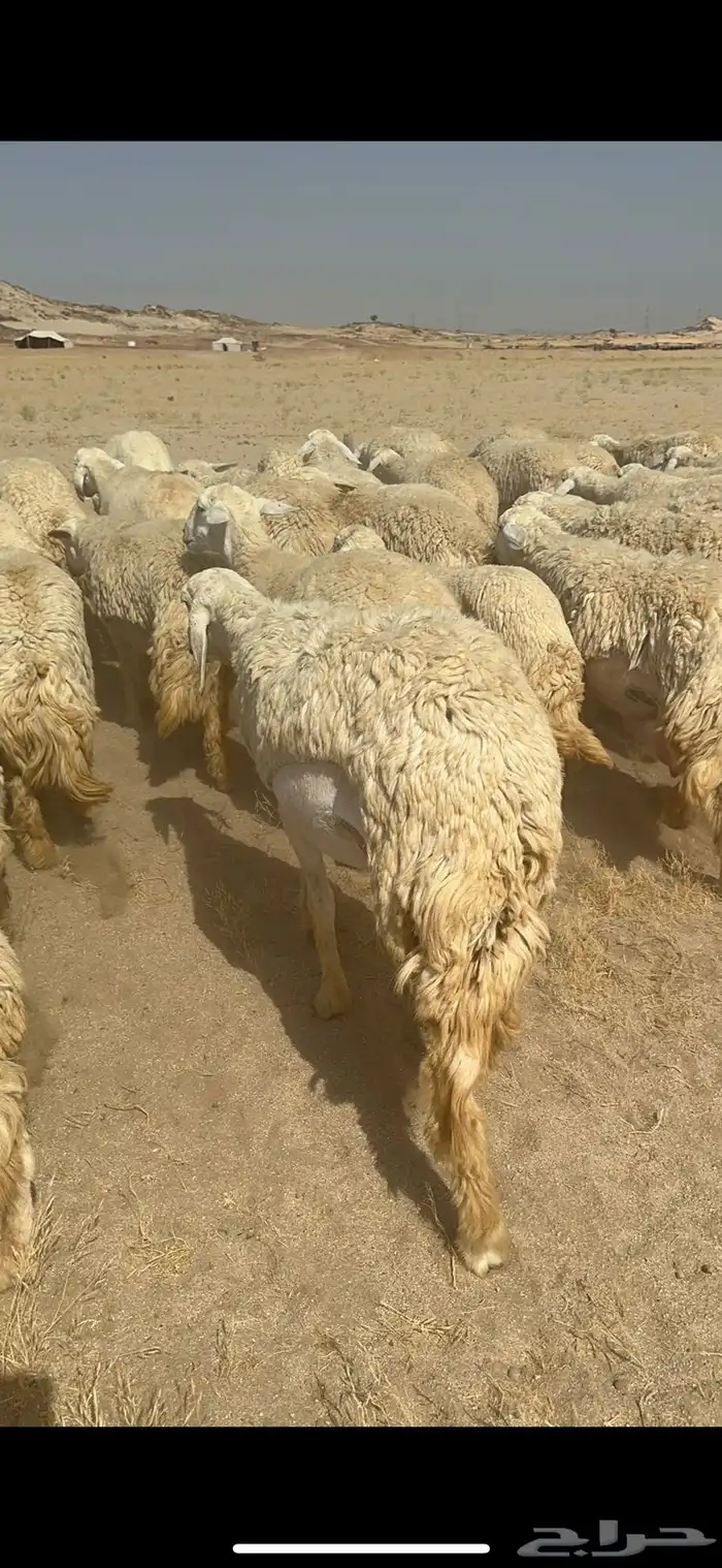 غنم حرية رخال صنف ومراح واحد ماشاءالله 31