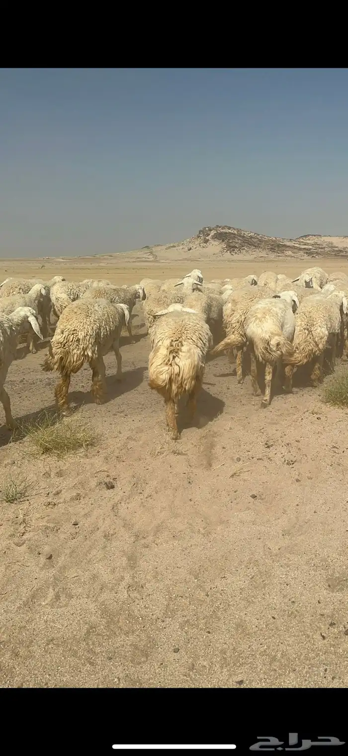 غنم حرية رخال صنف ومراح واحد ماشاءالله 13