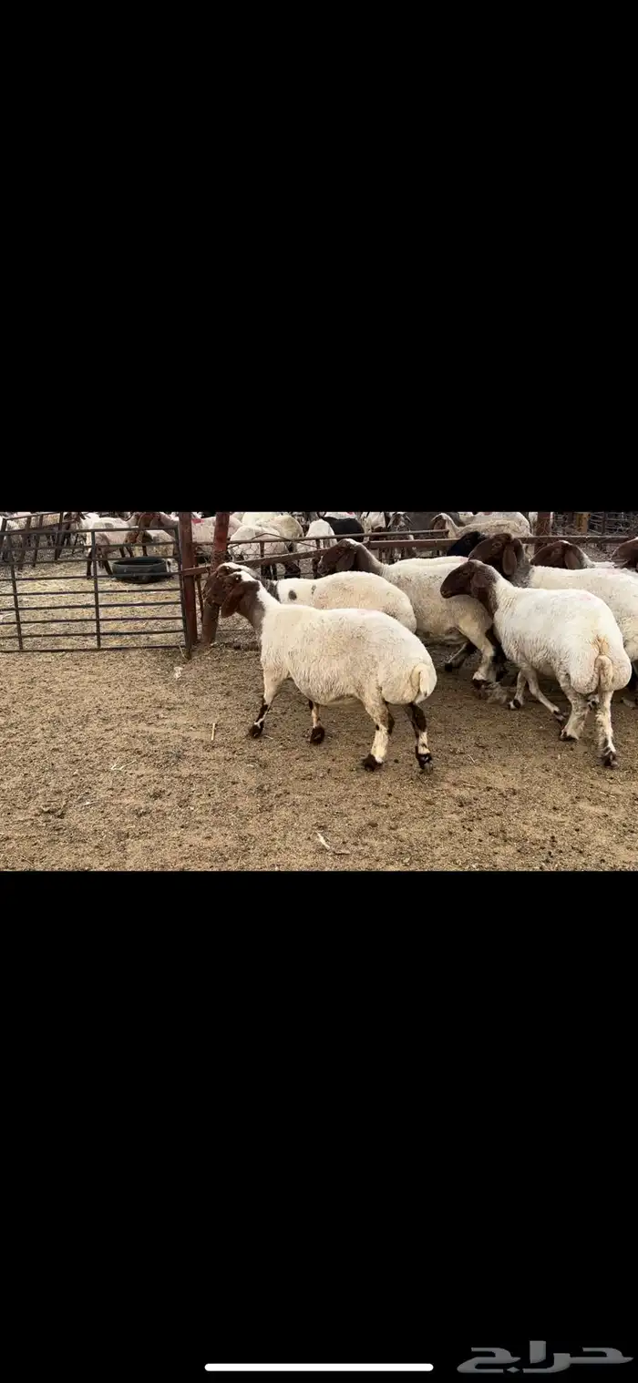 غنم نعيم دفيع 3