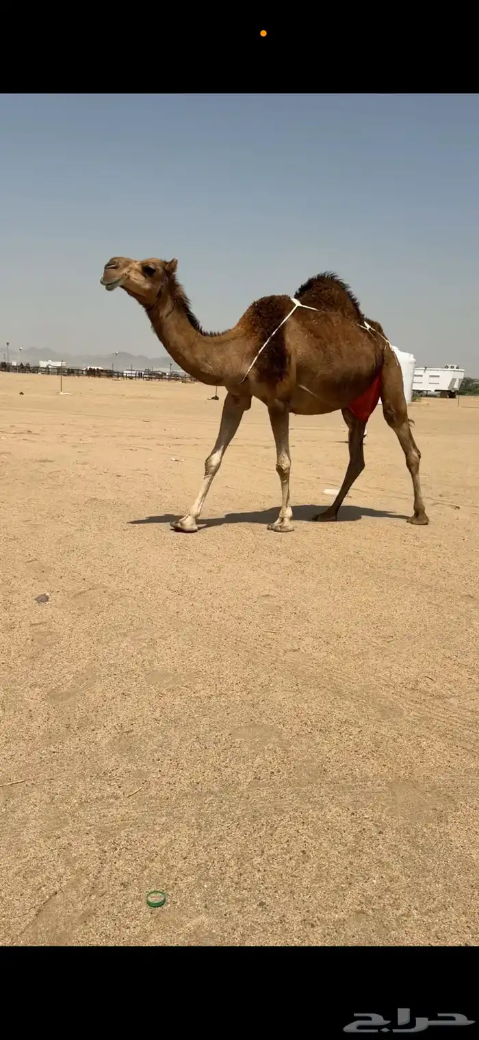 ناقة خلفة للبيع 3