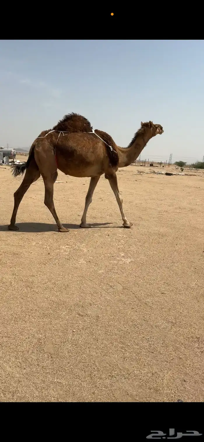 ناقة خلفة للبيع 4