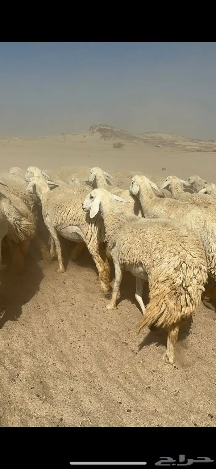 غنم حرية رخال صنف ومراح واحد ماشاءالله 2