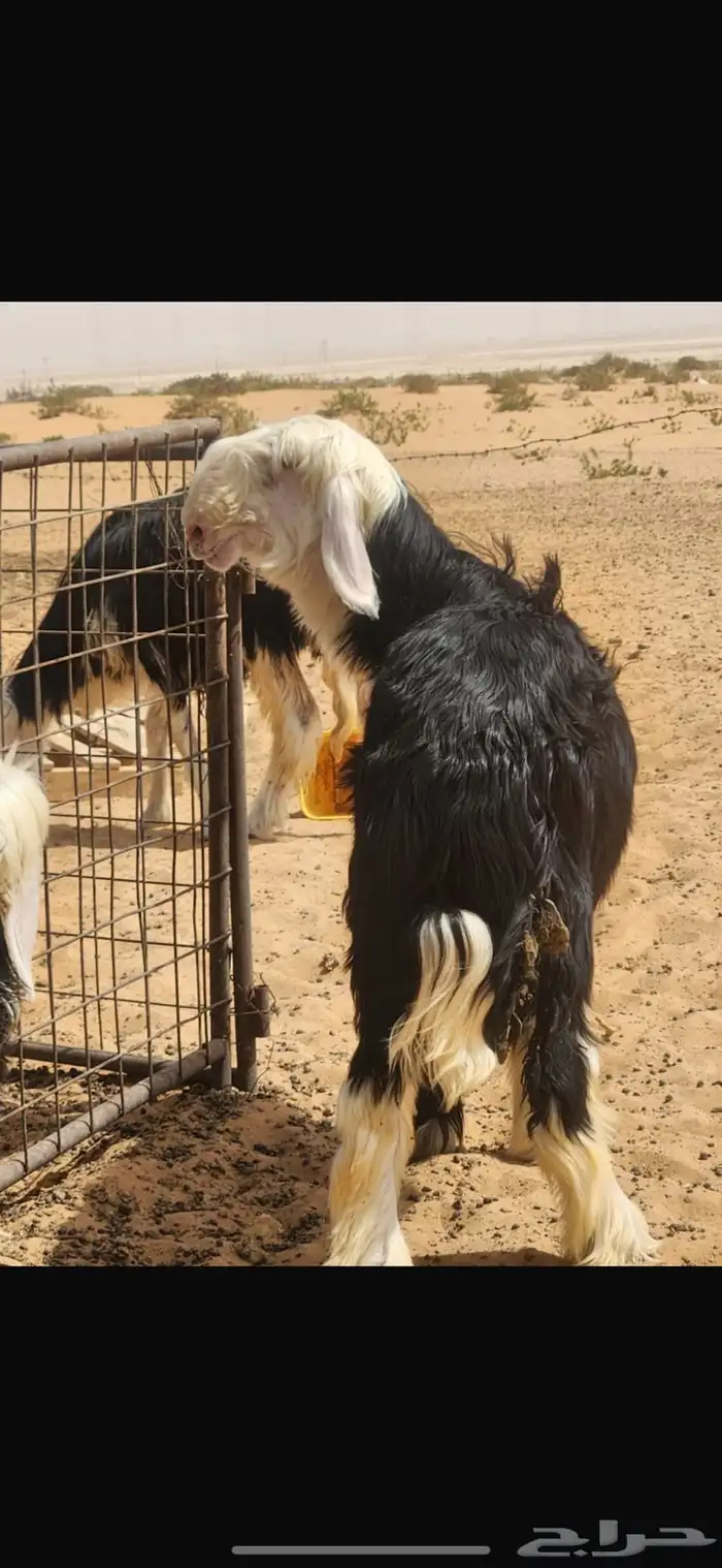 فحل نجدي 2