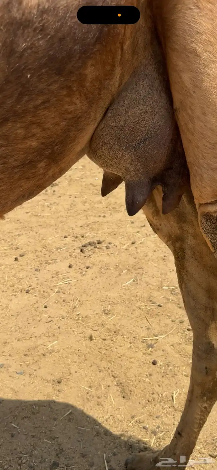 ناقة خلفة للبيع 1