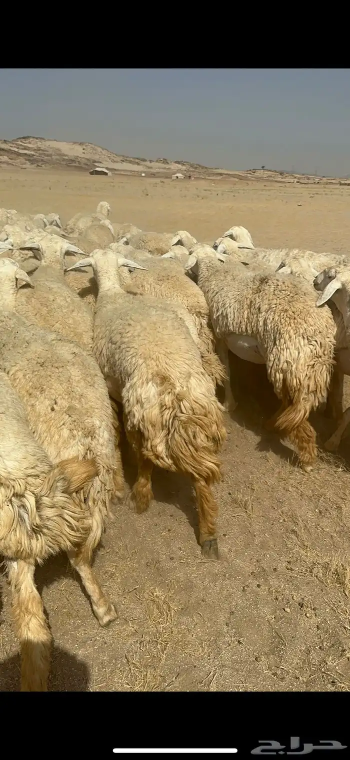 غنم حرية رخال صنف ومراح واحد ماشاءالله 24