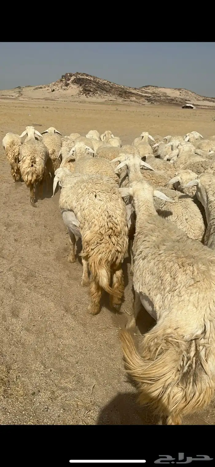غنم حرية رخال صنف ومراح واحد ماشاءالله 23