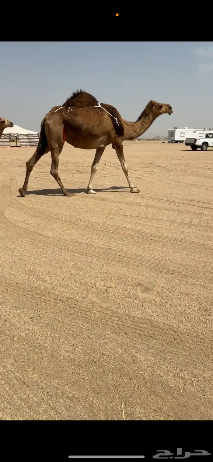 ناقة خلفة للبيع 7