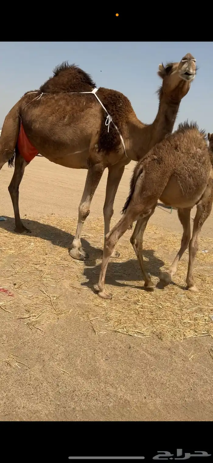 ناقة خلفة للبيع 5