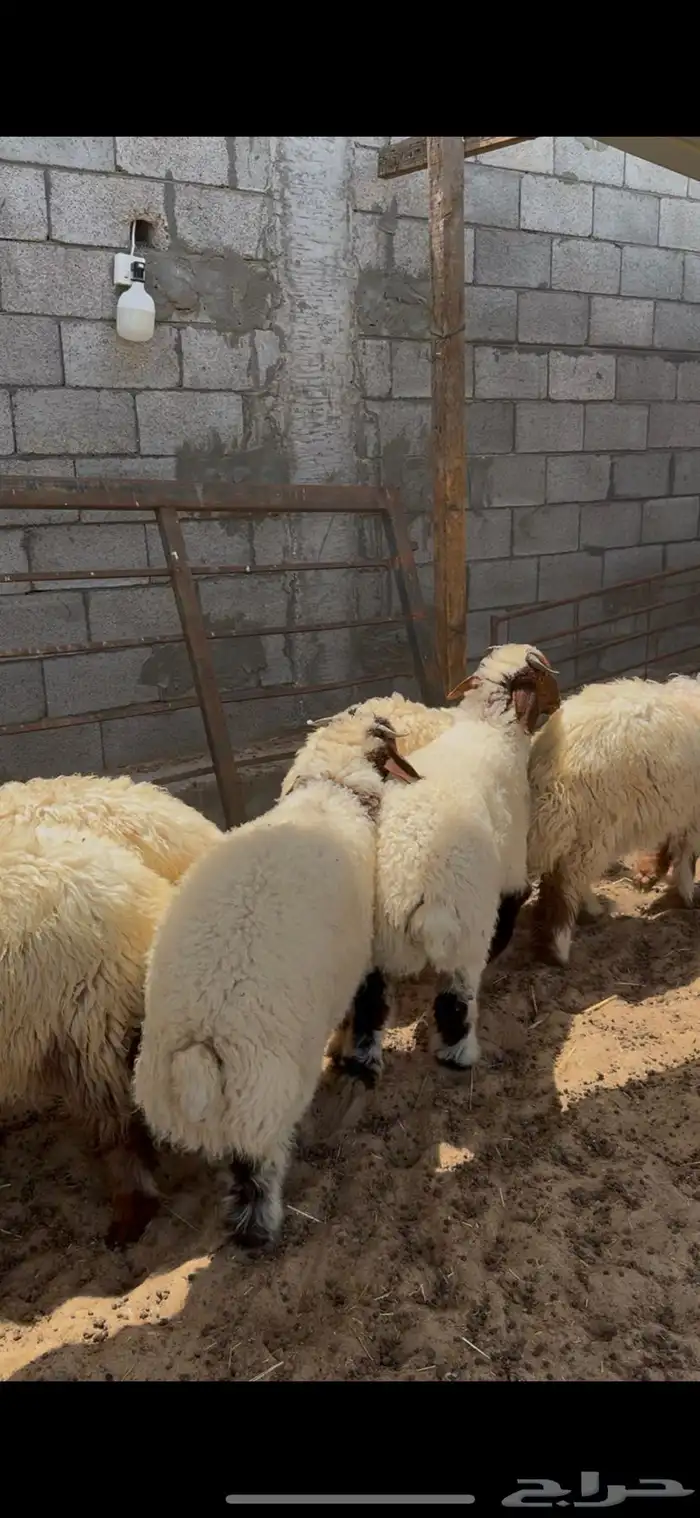 ذبايح نجدي ونعيم بلدي 1