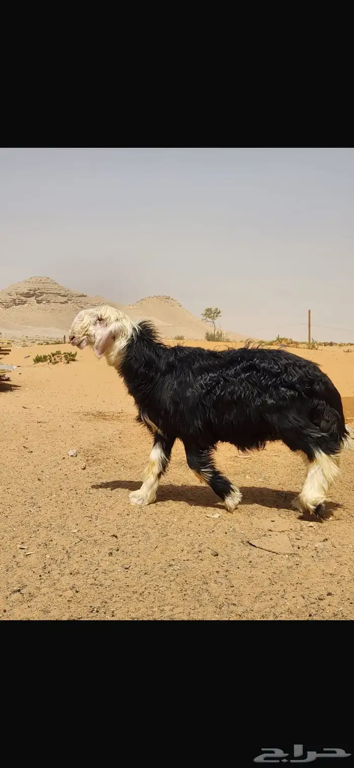 فحل نجدي 1