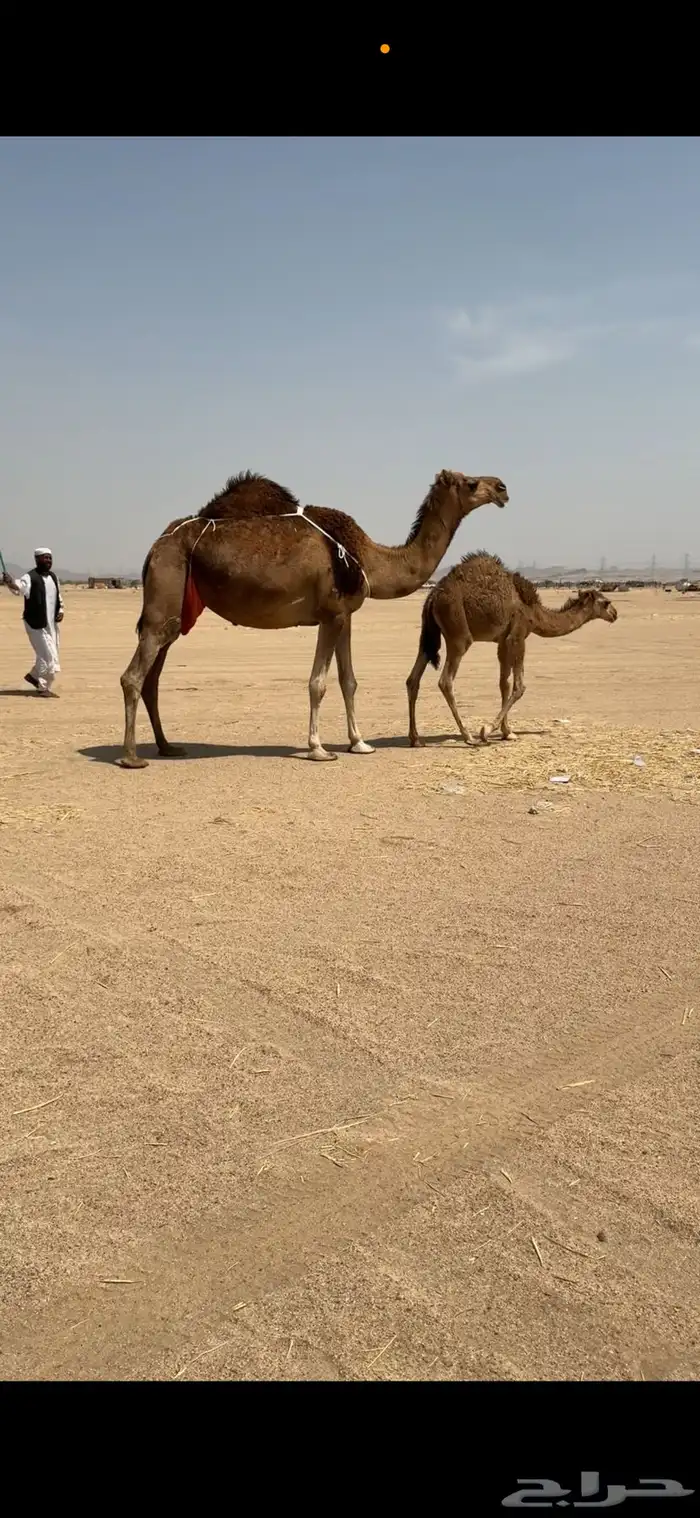 ناقة خلفة للبيع 6