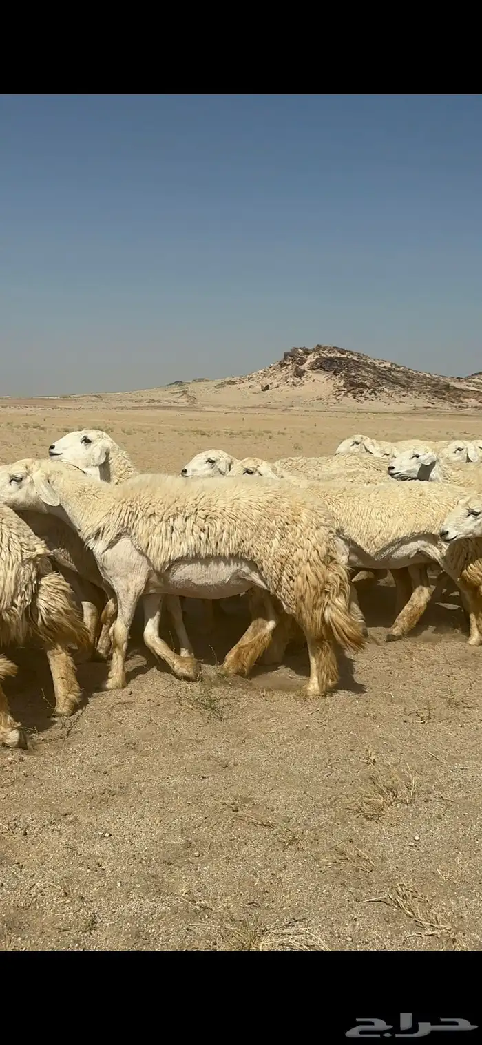 غنم حرية رخال صنف ومراح واحد ماشاءالله 38