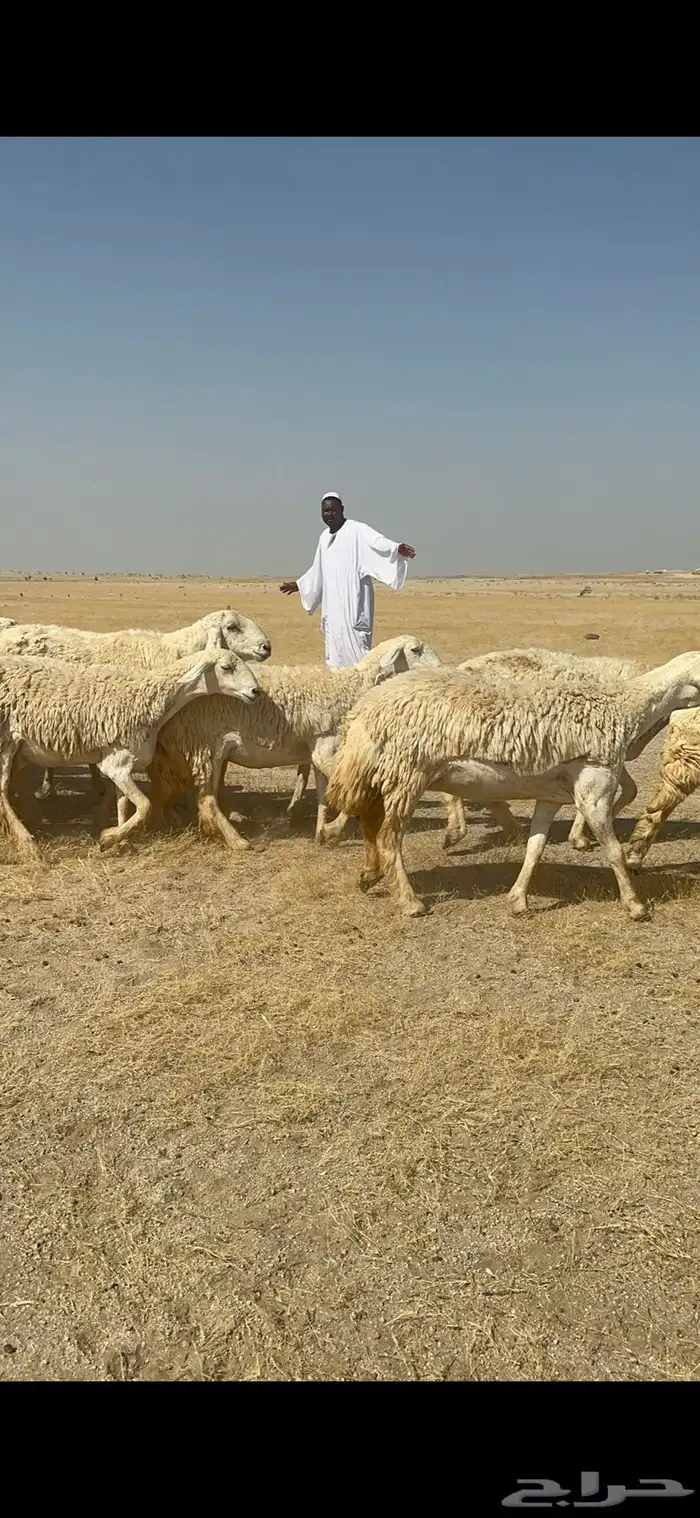 غنم حرية رخال صنف ومراح واحد ماشاءالله 21