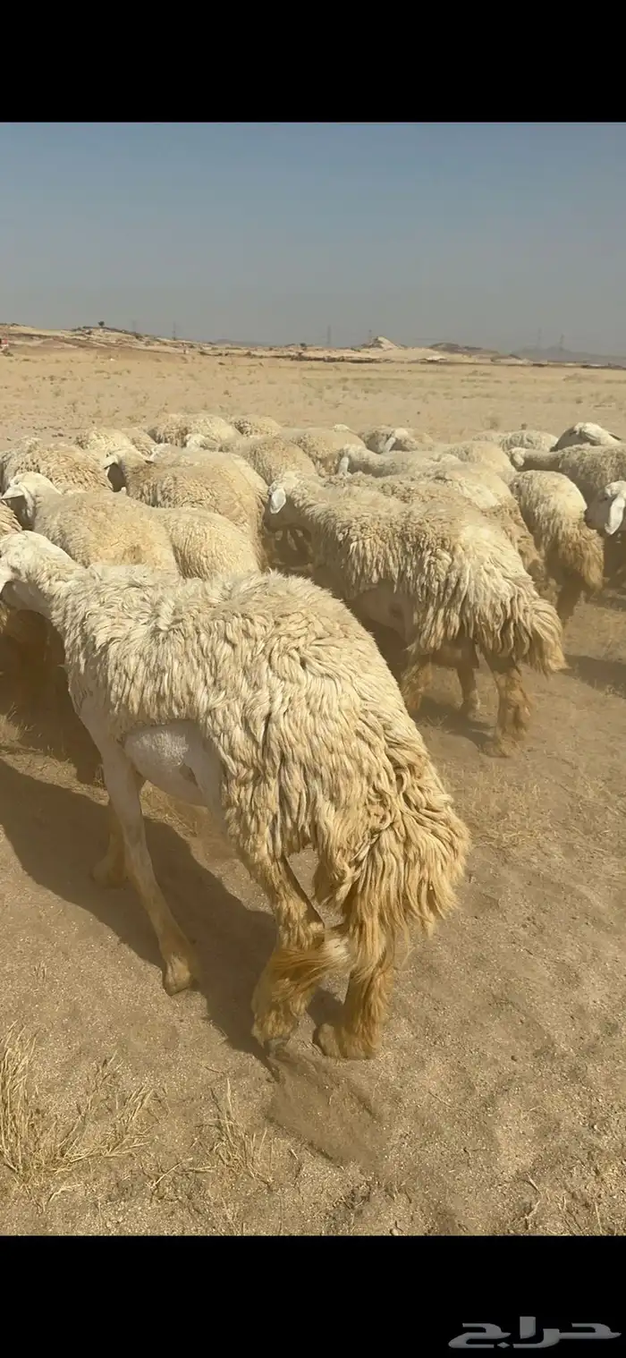 غنم حرية رخال صنف ومراح واحد ماشاءالله 32