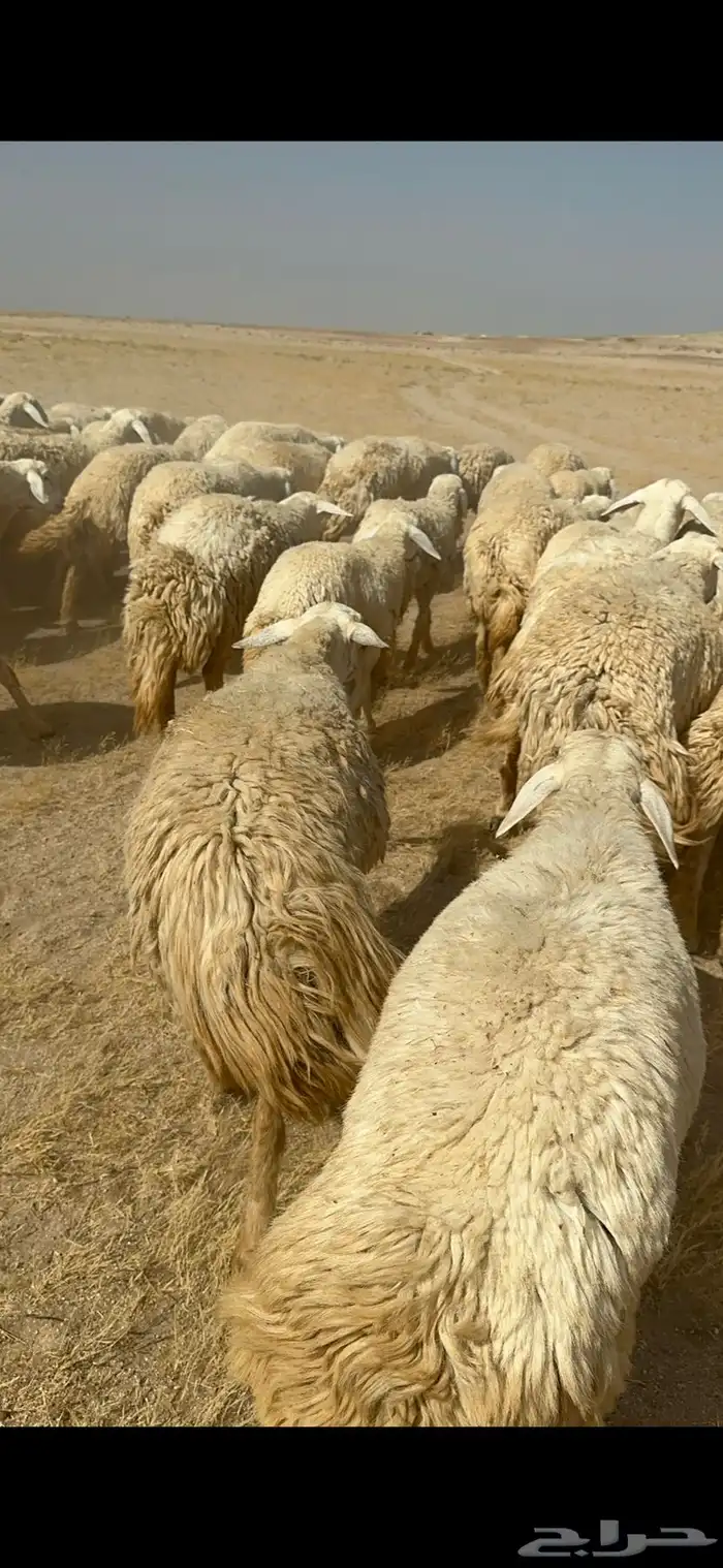 غنم حرية رخال صنف ومراح واحد ماشاءالله 27