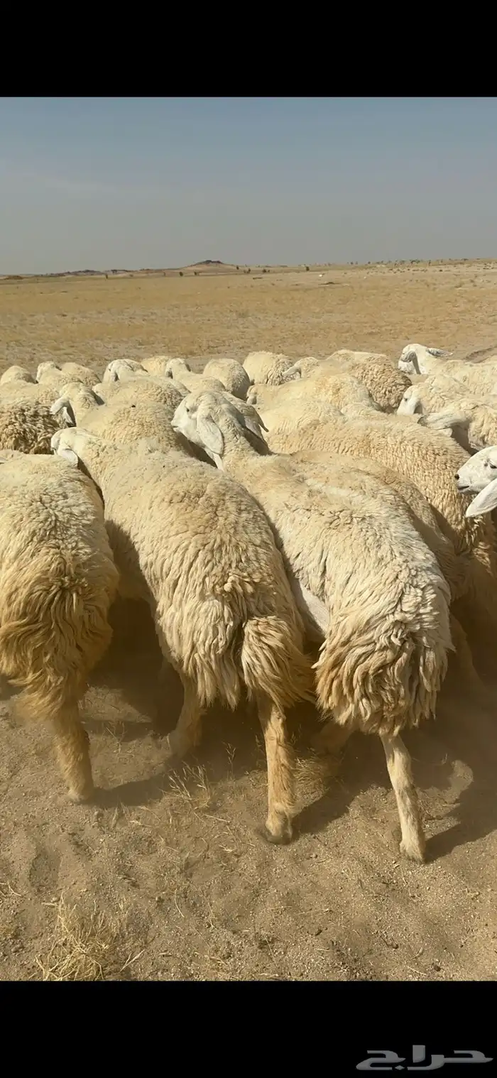 غنم حرية رخال صنف ومراح واحد ماشاءالله 44