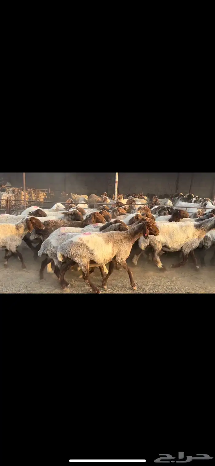 غنم نعيم مضاريع مراح 3