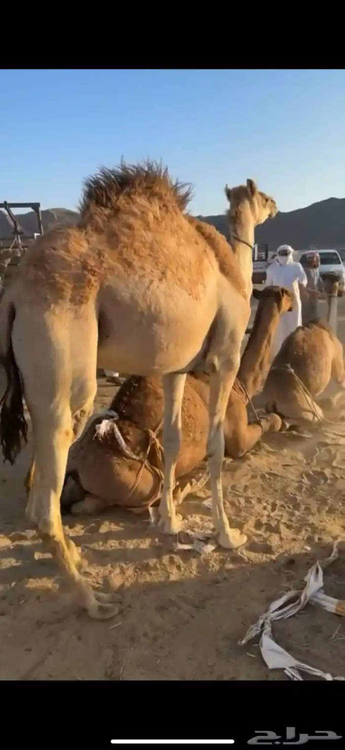 قعود بلدي شرط 0