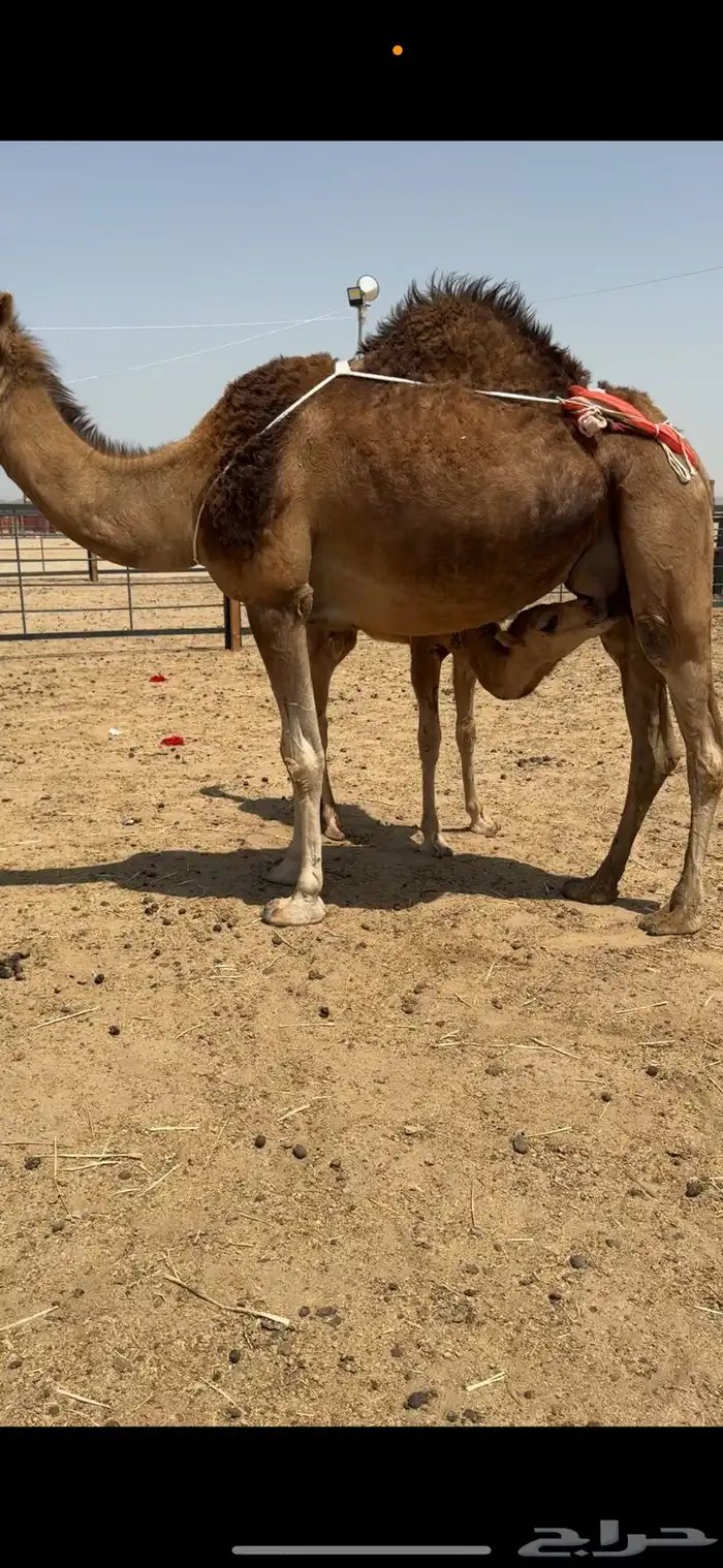 ناقة خلفة للبيع 2