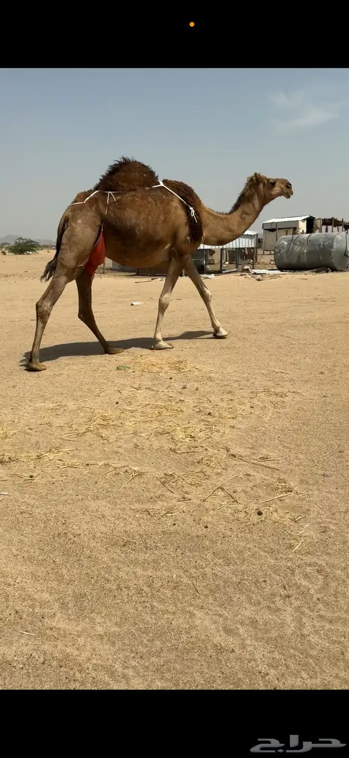 ناقة خلفة للبيع 8