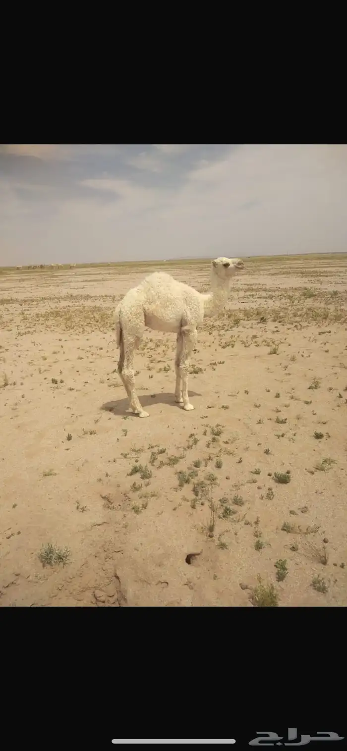 خلفه 1