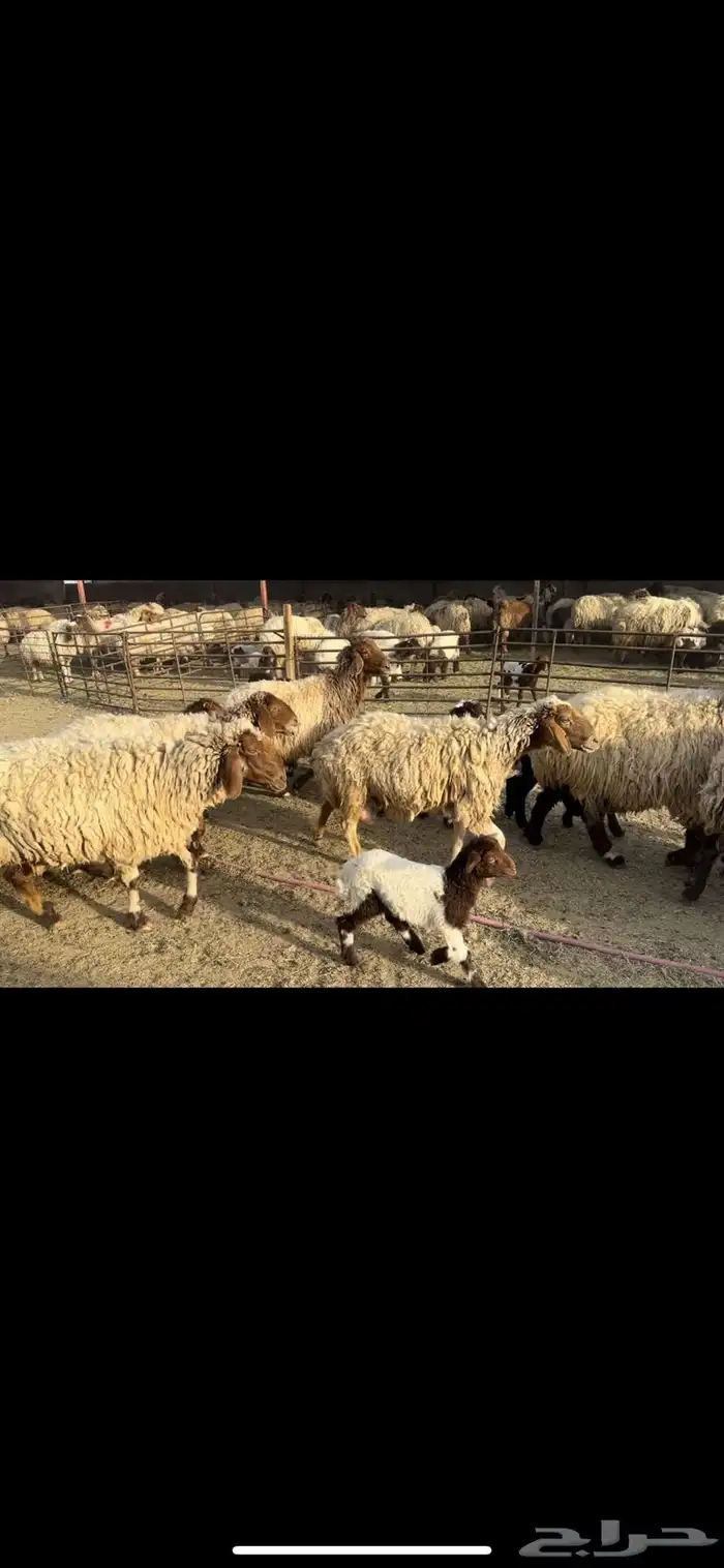 غنم نعيم مطافيل 5