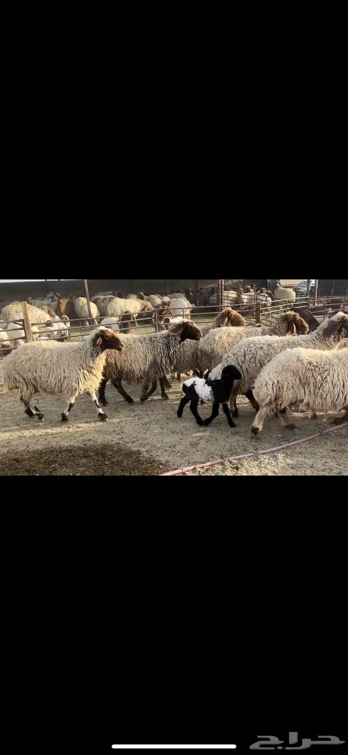 غنم نعيم مطافيل 6