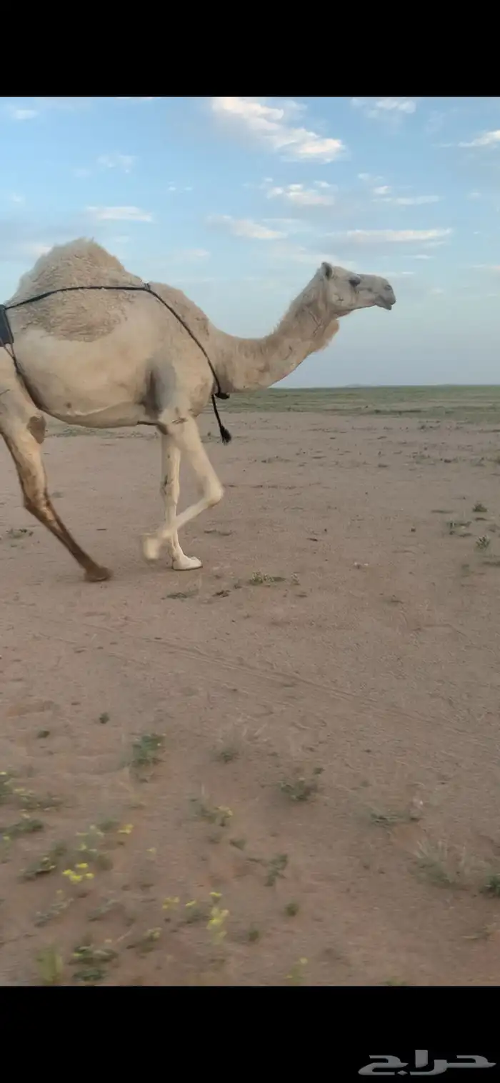 خلفه 0