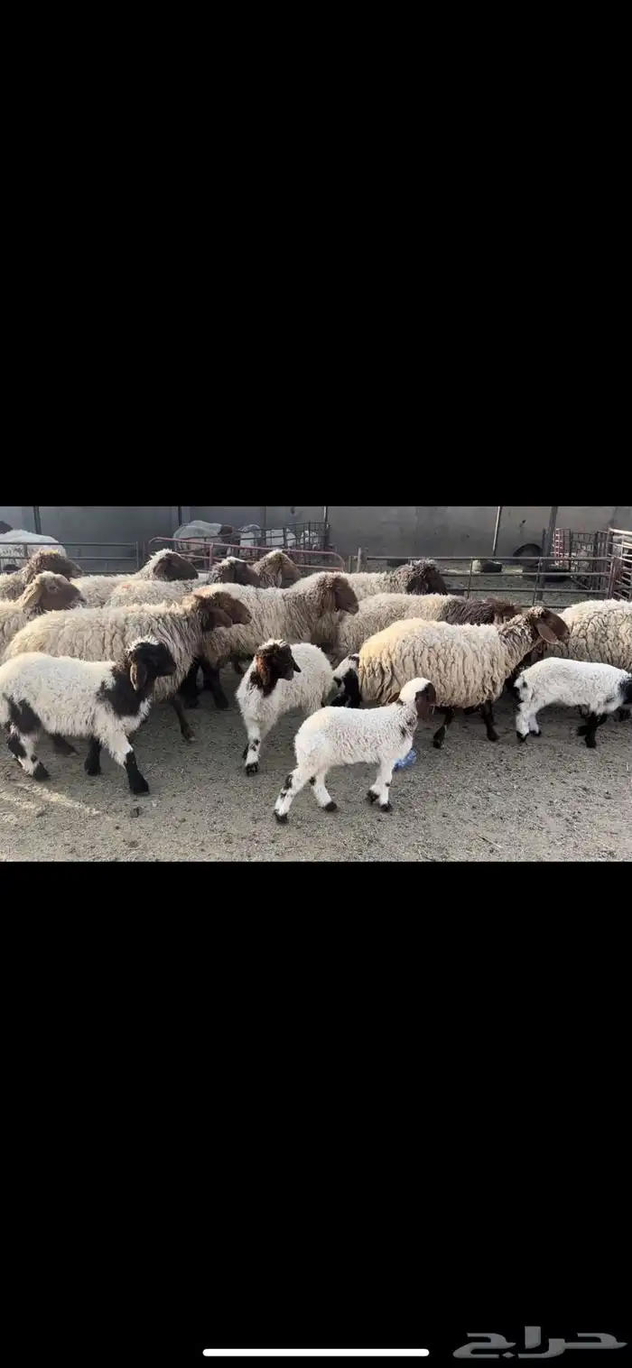 غنم نعيم مطافيل 1