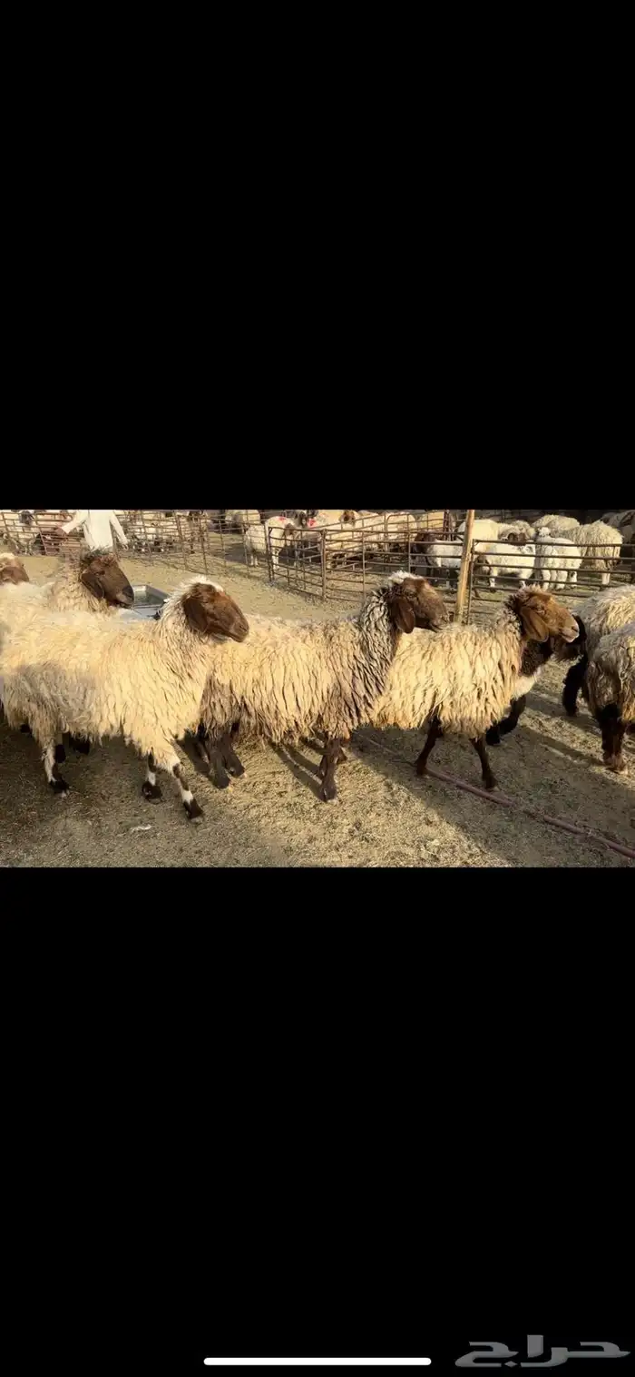 غنم نعيم مطافيل 4