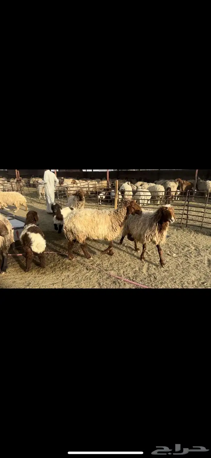 غنم نعيم مطافيل 2