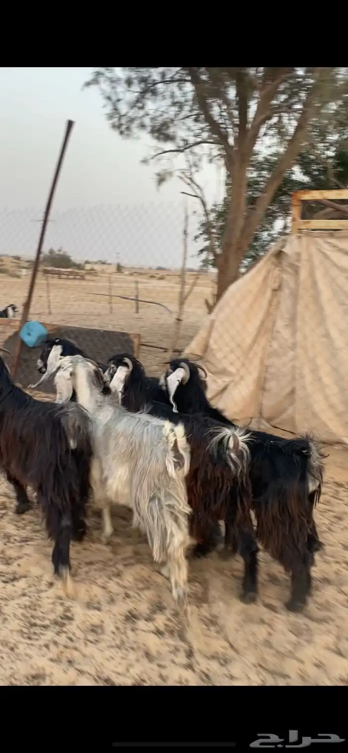 تم البيع 3