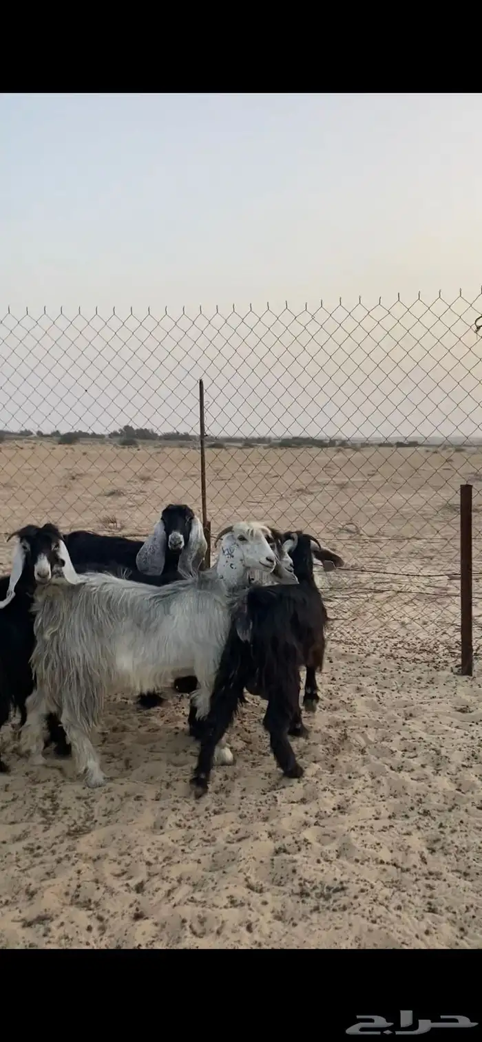 تم البيع 1