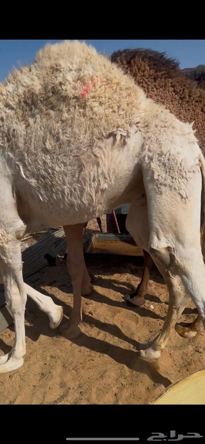 قعدان بلدي كفو ومبدي وزوجات وسعار منسبه 0
