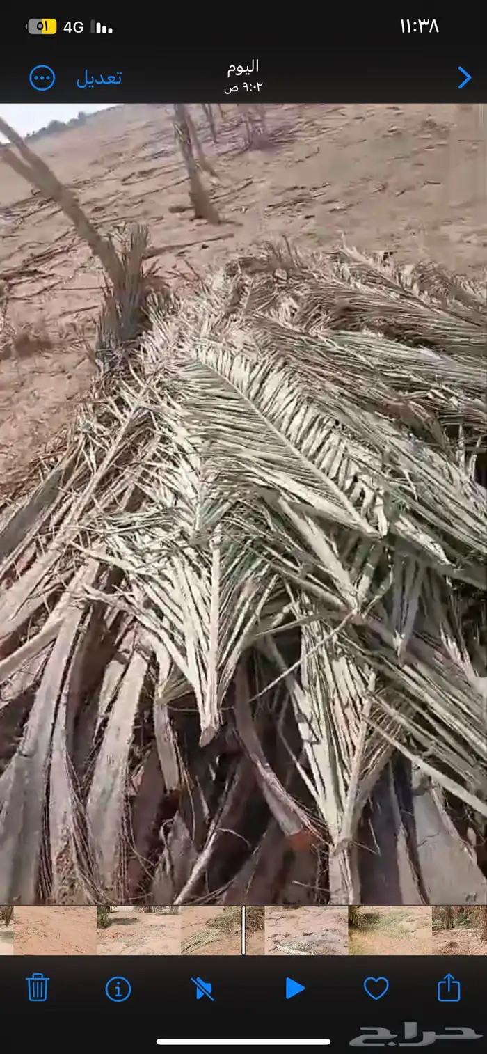 جريد رسعب نخل 6