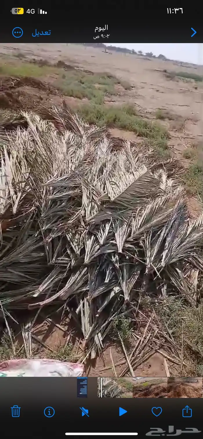 جريد رسعب نخل 0