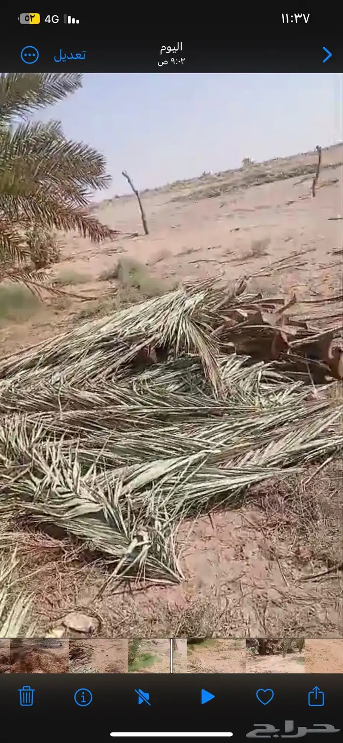 جريد رسعب نخل 4